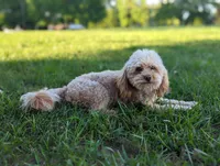 Ava, a female Cavapoo and Cavalier King Charles Spaniel for sale in Dickson, TN – Photo 9 of 10