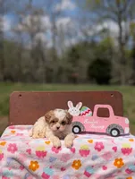 Ava, a female Cavapoo and Cavalier King Charles Spaniel for sale in Dickson, TN – Photo 6 of 10