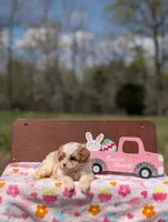 Ava, a female Cavapoo and Cavalier King Charles Spaniel for sale in Dickson, TN – Photo 3 of 10