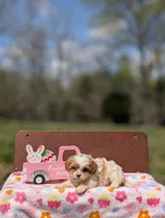 Ava, a female Cavapoo and Cavalier King Charles Spaniel for sale in Dickson, TN – Photo 4 of 10