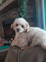 Ava, a female Cavapoo and Cavalier King Charles Spaniel for sale in Dickson, TN – Photo 10 of 10