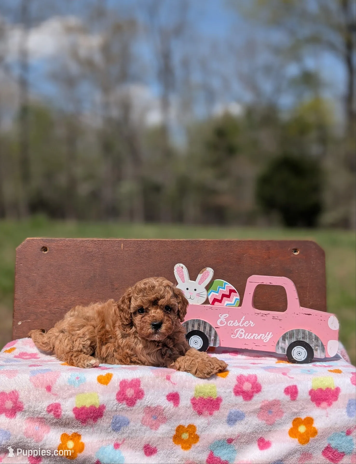 Birdie – Cavapoo, Cavalier King Charles Spaniel puppy for sale in Dickson, TN