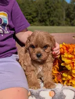 Benny, a male Cavapoo for sale in Dickson, TN – 5 of 6