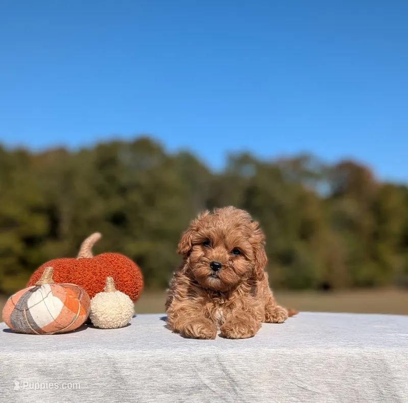 Benny – Cavapoo puppy for sale in Dickson, TN