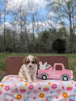 Chloe, a female Cavapoo and Cavalier King Charles Spaniel for sale in Dickson, TN – Photo 6 of 7