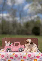 Chloe, a female Cavapoo and Cavalier King Charles Spaniel for sale in Dickson, TN – Photo 7 of 7