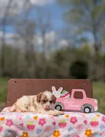 Chloe, a female Cavapoo and Cavalier King Charles Spaniel for sale in Dickson, TN – Photo 5 of 7