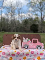 Chloe, a female Cavapoo and Cavalier King Charles Spaniel for sale in Dickson, TN – Photo 3 of 7