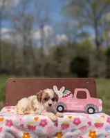 Chloe, a female Cavapoo and Cavalier King Charles Spaniel for sale in Dickson, TN – Photo 2 of 7