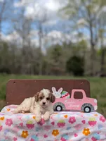 Chloe, a female Cavapoo and Cavalier King Charles Spaniel for sale in Dickson, TN – Photo 4 of 7