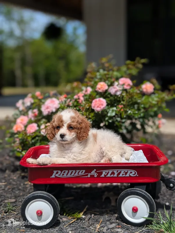 Chloe – Cavapoo, Cavalier King Charles Spaniel puppy for sale in Dickson, TN