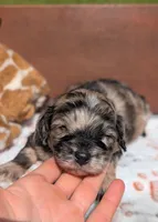 Chewie, a male Cavapoo for sale in Dickson, TN – 3 of 6