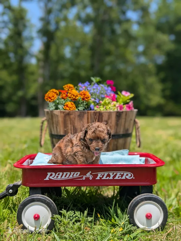 Diego – Cavapoo puppy for sale in Dickson, TN