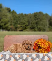 Benny, a male Cavapoo for sale in Dickson, TN – 2 of 6