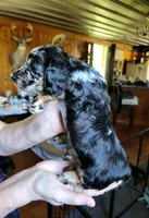 Green Collar, a male Miniature Dachshund for sale in Dothan, AL – 3 of 5