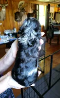 Blue Collar, a male Miniature Dachshund for sale in Dothan, AL – 4 of 5