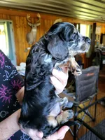 Green Collar, a male Miniature Dachshund for sale in Dothan, AL – 2 of 5