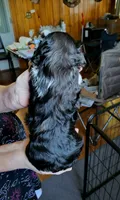 Green Collar, a male Miniature Dachshund for sale in Dothan, AL – 4 of 5