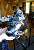 Blue Collar, a male Miniature Dachshund for sale in Dothan, AL – 2 of 5