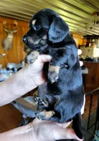 Yellow Collar, a male Miniature Dachshund for sale in Dothan, AL – 2 of 4