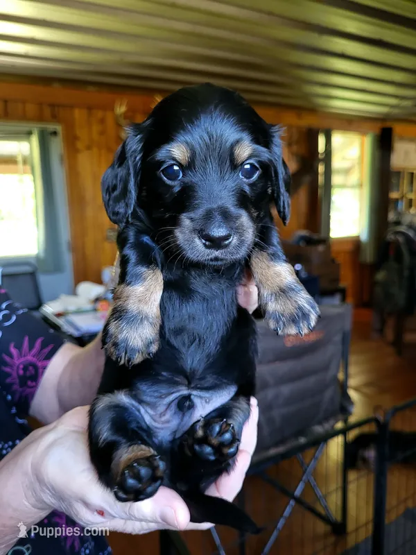 Yellow Collar – Miniature Dachshund puppy for sale in Dothan, AL