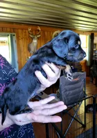 Yellow Collar, a male Miniature Dachshund for sale in Dothan, AL – 3 of 4