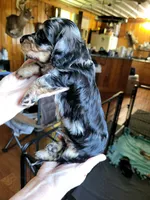Blue Collar, a male Miniature Dachshund for sale in Dothan, AL – 3 of 5