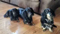 Green Collar, a male Miniature Dachshund for sale in Dothan, AL – 5 of 5