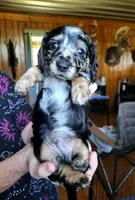 Green Collar, a male Miniature Dachshund for sale in Dothan, AL – 1 of 5