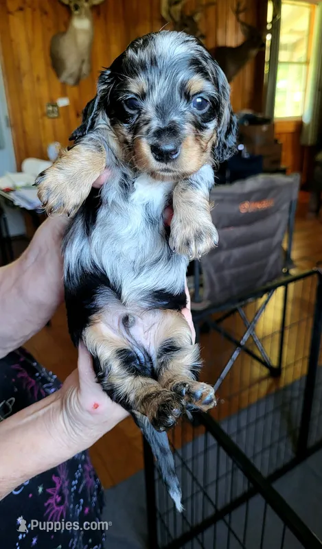 Blue Collar – Miniature Dachshund puppy for sale in Dothan, AL