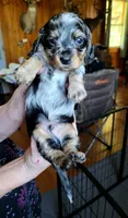 Blue Collar, a male Miniature Dachshund for sale in Dothan, AL – 1 of 5
