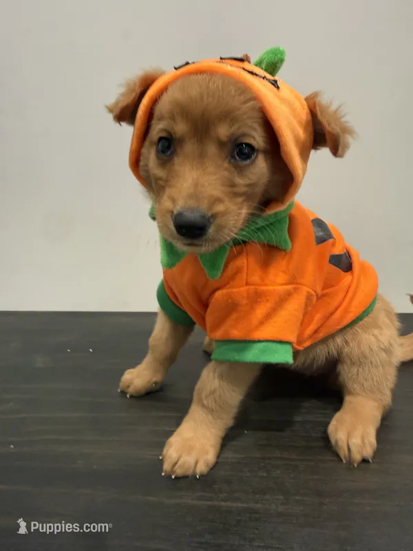Tommy, a male Golden Retriever for sale in Phoenix, AZ – 1 of 7