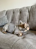 Dante , a male French Bulldog for sale in Phoenix, AZ – 7 of 7