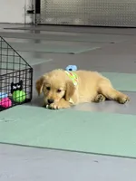 Rosie, a female Golden Retriever for sale in Phoenix, AZ – 2 of 2