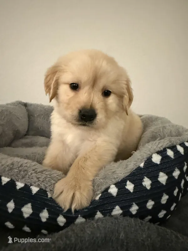 Neptune  – Golden Retriever puppy for sale in Phoenix, AZ