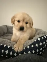 Neptune , a male Golden Retriever for sale in Phoenix, AZ – 1 of 4