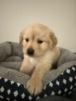 Neptune , a male Golden Retriever for sale in Phoenix, AZ – 3 of 4