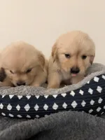 Neptune , a male Golden Retriever for sale in Phoenix, AZ – 4 of 4
