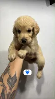 Mercury, a male Golden Retriever for sale in Phoenix, AZ – 2 of 3