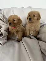 Tommy, a male Golden Retriever for sale in Phoenix, AZ – Photo 4 of 5