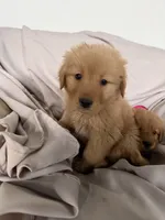 Tommy, a male Golden Retriever for sale in Phoenix, AZ – Photo 1 of 5