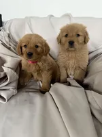 Tommy, a male Golden Retriever for sale in Phoenix, AZ – Photo 5 of 5