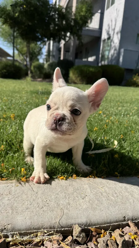 Platinum – French Bulldog puppy for sale in Phoenix, AZ