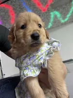 Luna, a male Golden Retriever for sale in Phoenix, AZ – Photo 1 of 5