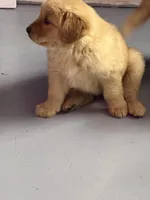 Luna, a male Golden Retriever for sale in Phoenix, AZ – Photo 4 of 5