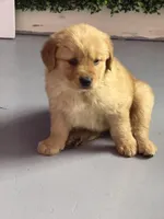 Luna, a male Golden Retriever for sale in Phoenix, AZ – Photo 5 of 5