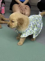 Luna, a male Golden Retriever for sale in Phoenix, AZ – Photo 2 of 5