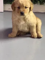 Luna, a male Golden Retriever for sale in Phoenix, AZ – Photo 3 of 5