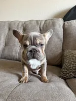 Dante , a male French Bulldog for sale in Phoenix, AZ – 3 of 7