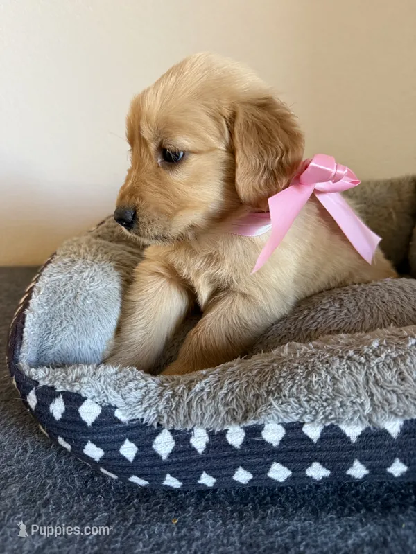 Lily – Golden Retriever puppy for sale in Phoenix, AZ